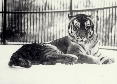 Sibirischer oder Amur-Tiger 